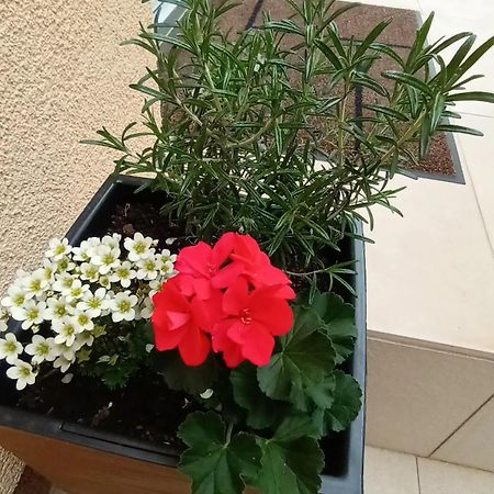 Apartman Sandra -Private Parking And Garden Zadar Bagian luar foto